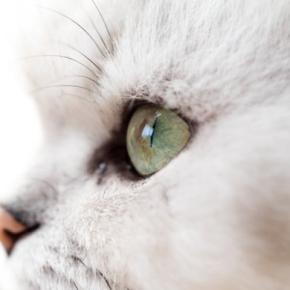猫の目から『涙が出ている』ときに疑われるトラブル5つ 病気やケガの可能性や取るべき対処法を解説