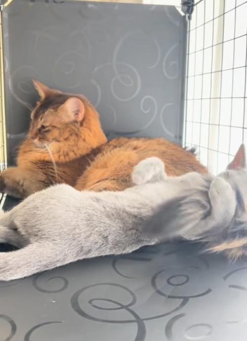 2匹の猫