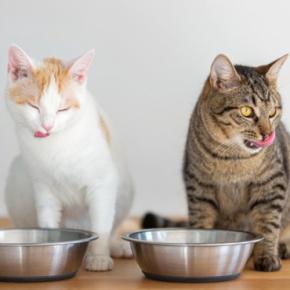 猫の『免疫力』を上げてくれる6つの食材 体づくりを支える栄養素や食事に取り入れるときの注意点