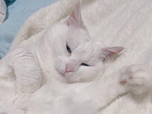 眠そうな白猫の顔のアップ
