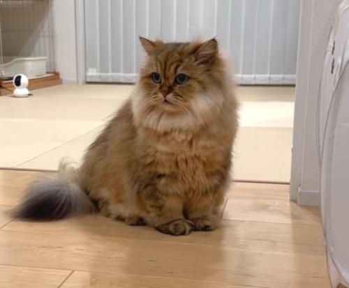 茶色猫