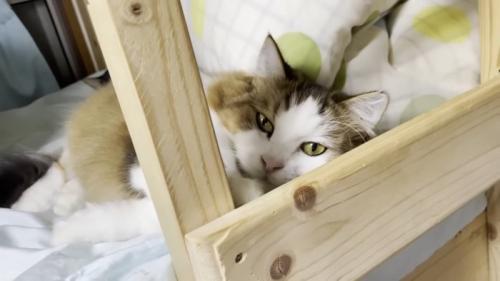 ベッドで寝ている長毛の猫