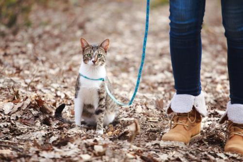 リードをつけて飼い主と散歩する猫