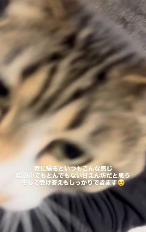 人の膝の上に乗った猫のアップ