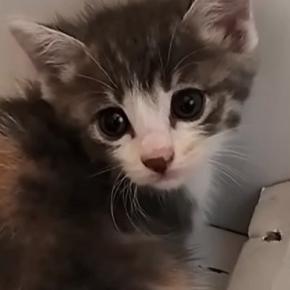 物置に迷い込んだ『1匹の小さな子猫』を保護したら…家族になるまでの記録が133万再生「破壊力がすごい」「めちゃめちゃ可愛い」