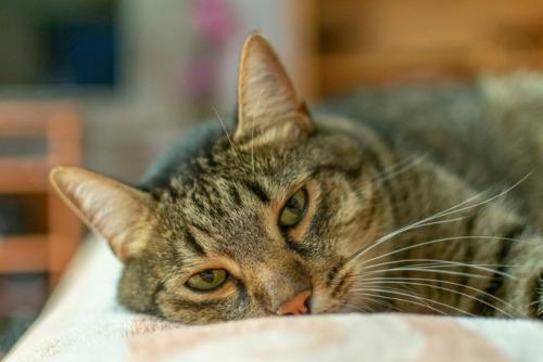憂鬱そうな猫