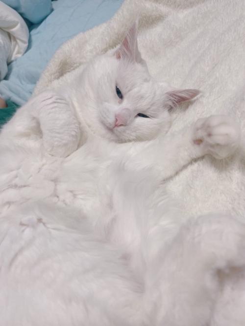 眠そうな顔でへそ天して左手をあげている白猫