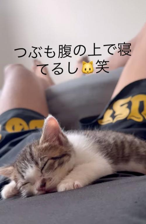 お腹の上の子猫