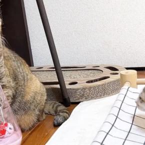 『新入り子猫』が先住猫たちと対面した結果…心温まる『優しい歓迎』に「本当にすごい」「接し方に愛を感じる」「いい子ばかりだね」と反響