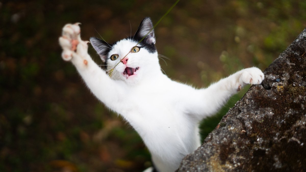 猫にまつわる『都市伝説・言い伝え』6選　本当に起こるの？囁かれるようになった理由も