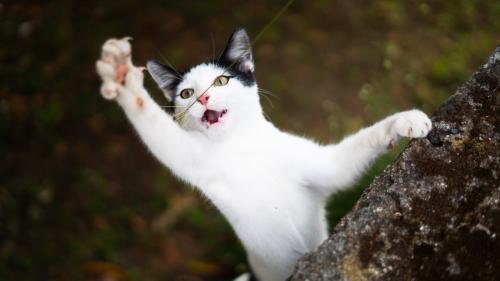 爪を立てて遊ぶ子猫