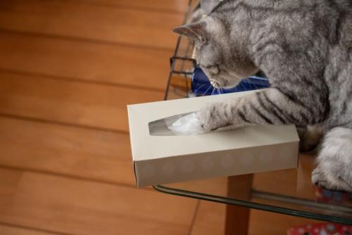 ティッシュの箱に前足を入れる猫