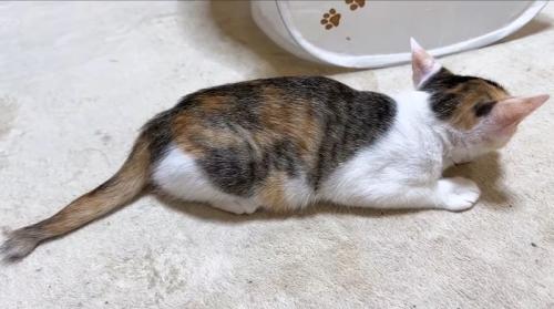 固まるリミちゃん