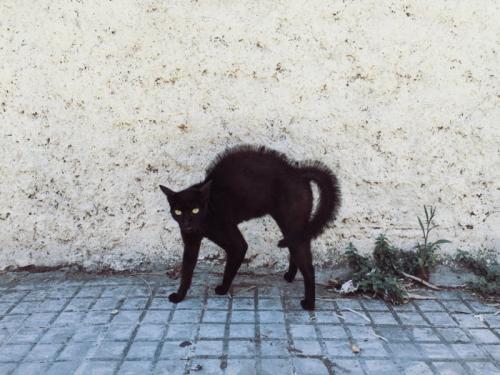 やんのかポーズの黒猫