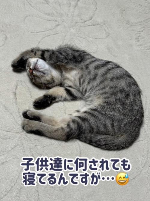 お腹を見せて寝る子猫