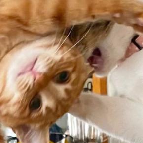 『ボツだけどなぜか捨てられない…』スマホの中に残っていた『猫たちの様子』が可愛すぎると2万いいね「フュージョンかなｗ」「最高傑作ｗ」