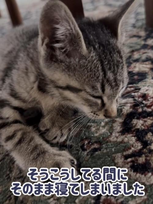 寝ている子猫