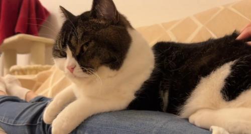 左向きで伏せをして撫でられる猫
