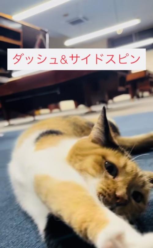 飼い主さんの前でゴロンする看板猫