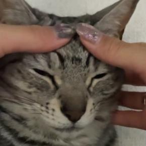 キリッとした顔立ちの猫→お顔を優しく撫でてみると…『まさかの光景』に「主張強めで笑ったw」「めっちゃ凛々しいw」と笑ってしまう人が続出