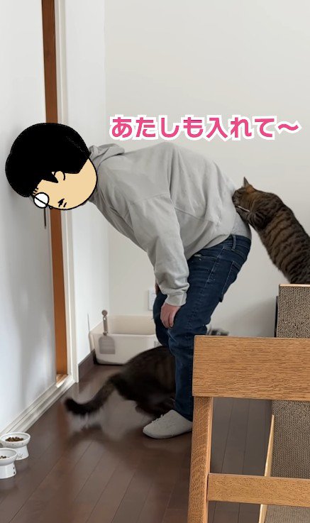 飼い主の背中に飛び移ろうとする猫
