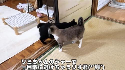 逃げる黒猫リオ君