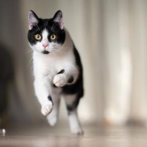 猫がいきなり『暴れ始めた』ときの理由3つ　考えられる心理や注意が必要なケースまで解説