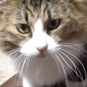 飼い主に甘えたい元ボス猫…あまりにも可愛い『熱烈アピール』が18万再生「撫でてほしくて仕方ないんだｗ」「なんて愛おしい子」
