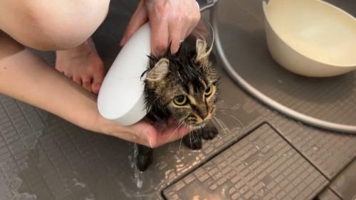 洗われる猫