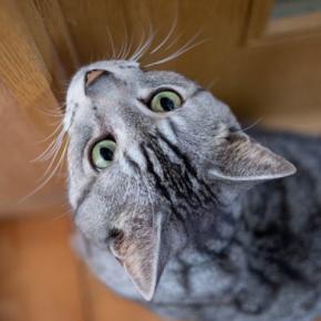 猫が『トイレ』を覗こうとしてくる理由3つ なぜついてくるの?どう対処したらいい?