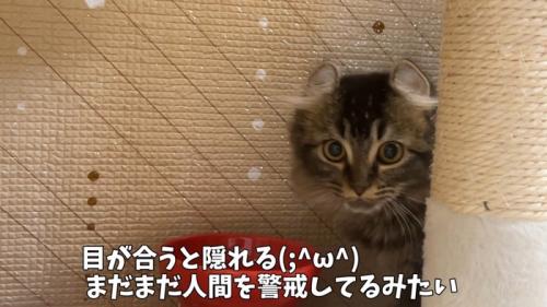 警戒している猫