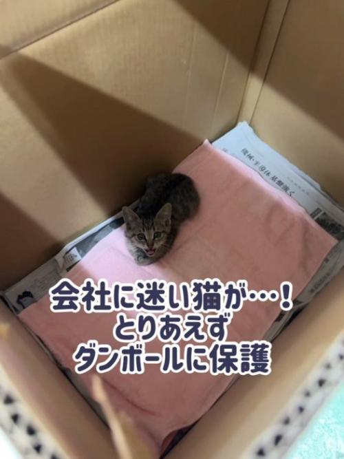 箱の中で鳴いているキジトラ柄の子猫