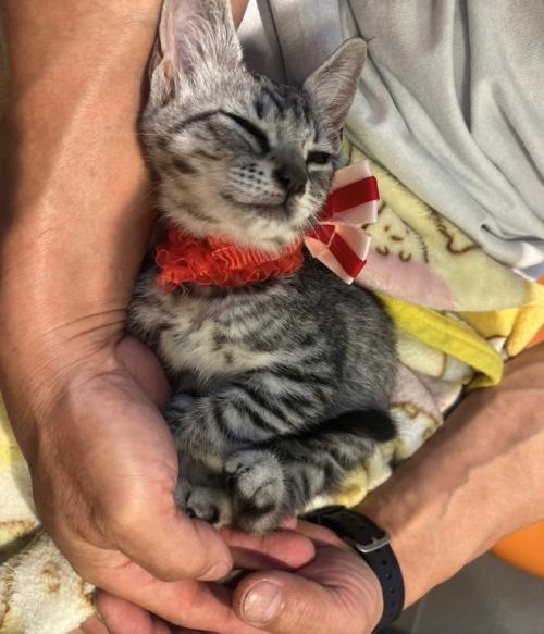 飼い主に抱っこされている首にリボンをつけた猫