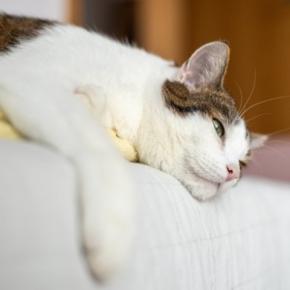 猫に出ていたら『迷わず病院を受診すべき症状』5つ 一刻を争うケースや見逃さないための注意点を解説