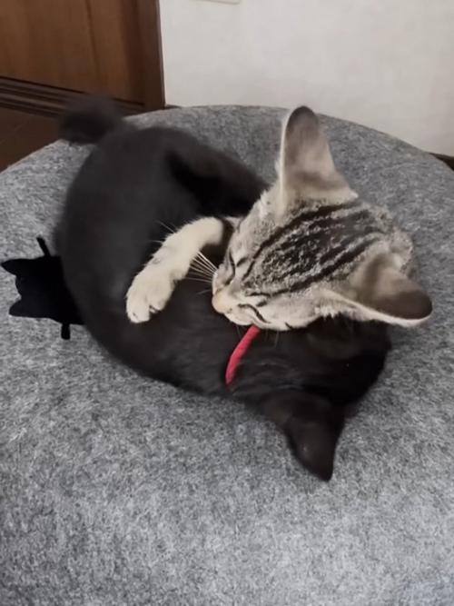 じゃれ合う2匹の猫