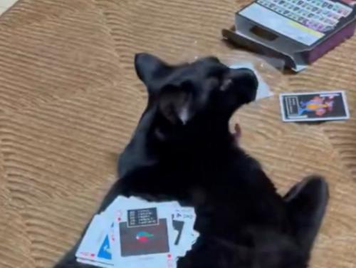 あくびする黒猫