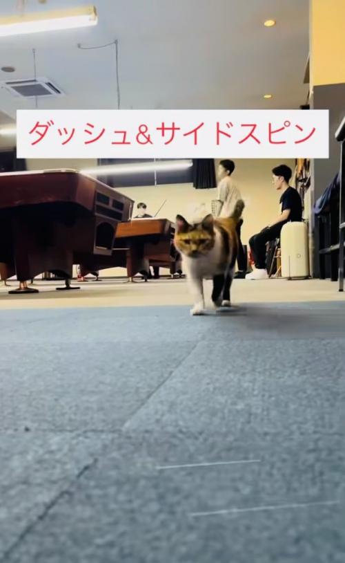 飼い主さんに向かって駆けてくる看板猫