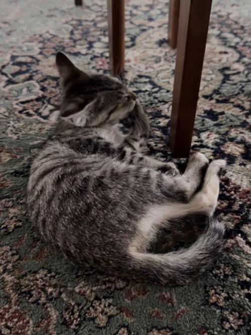 前足をなめる猫