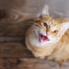 猫がうんちの前後に『大きな声で鳴きだす』理由4つ　トイレハイの正体とは？病気を疑うべきケースまで