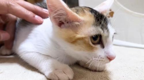 新入り三毛猫のリミちゃん