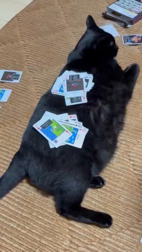 トランプを置かれ続けても動かない黒猫