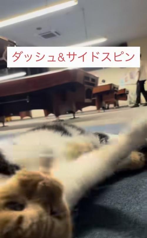 飼い主さんの前でゴロンする看板猫