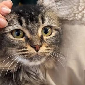 訳ありと書かれ、『1万円で売れ残っていた猫』を家族に迎えたら…心を開くまでの記録に「出会えてよかった」「きっと待ってたんだね」の声