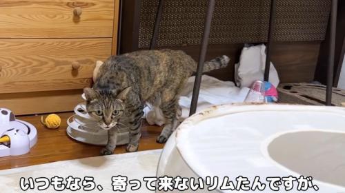 寄ってくるリムたん