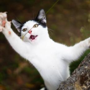 猫にまつわる『都市伝説・言い伝え』6選　本当に起こるの？囁かれるようになった理由も