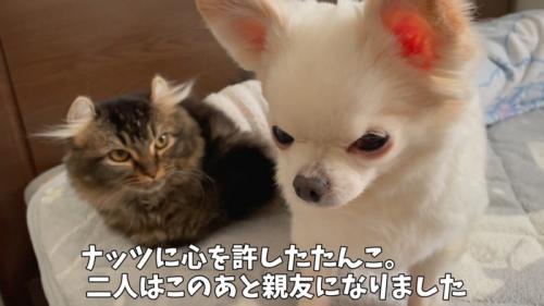 犬と猫