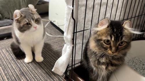2匹の猫