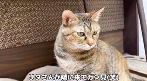 ガン見するリタさん