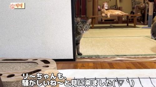 覗きにくるリリちゃん