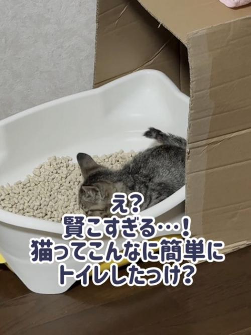 猫トイレにいる子猫